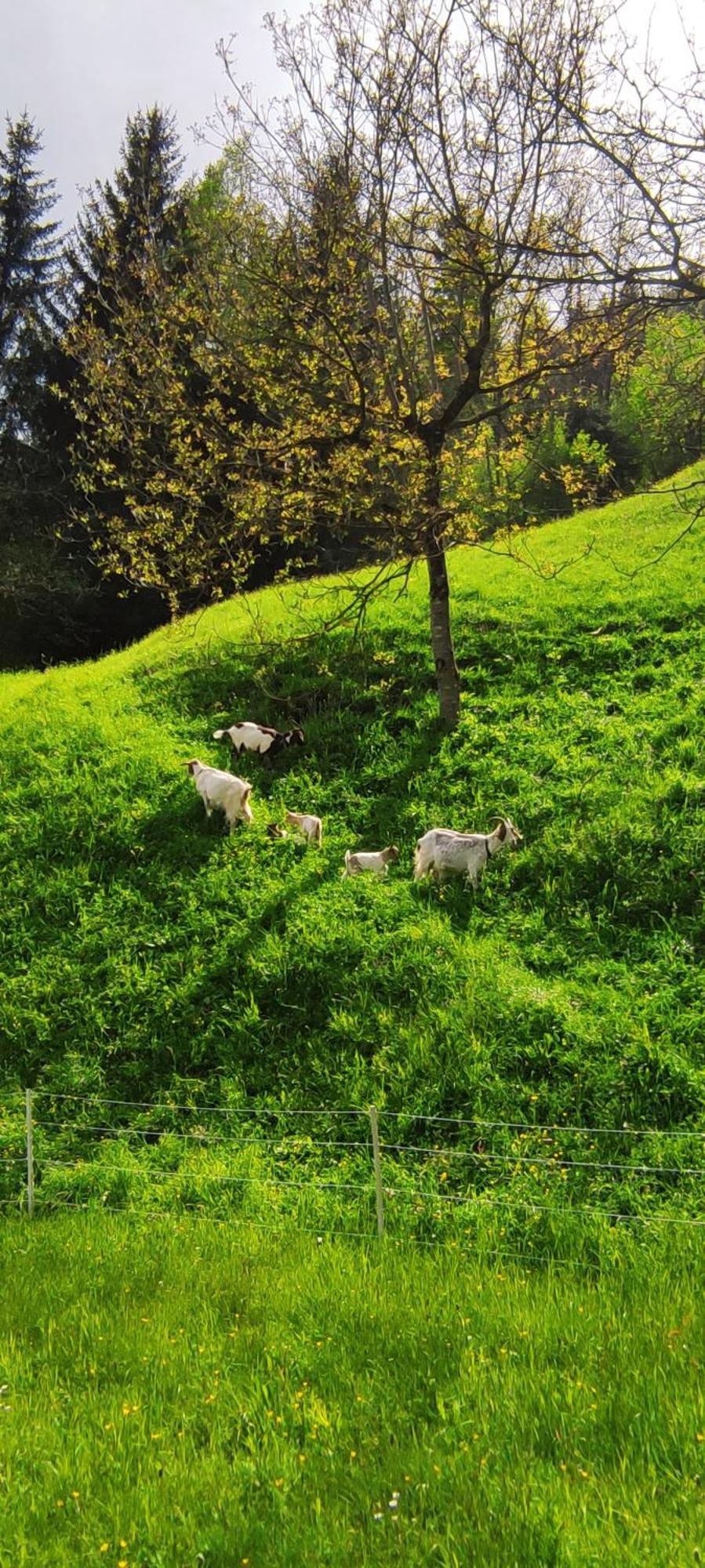 Domacija Markc Zelezniki ภายนอก รูปภาพ