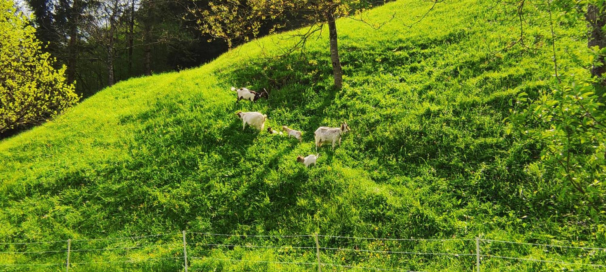 Domacija Markc Zelezniki ภายนอก รูปภาพ